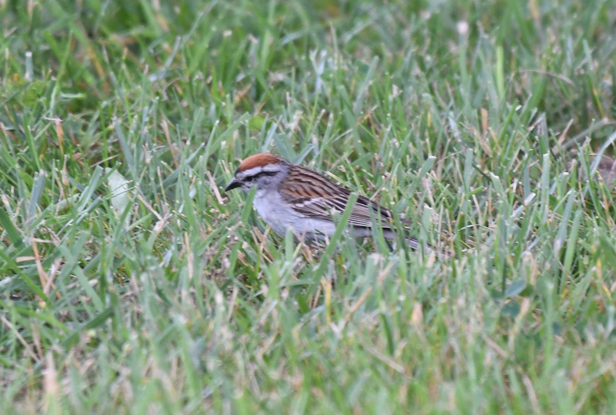 Chipping Sparrow - ML638818502