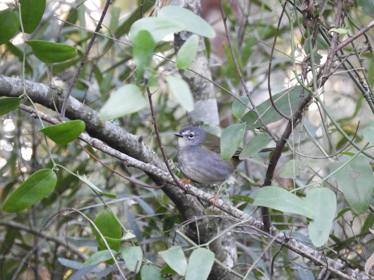 White-browed Warbler - ML638818517