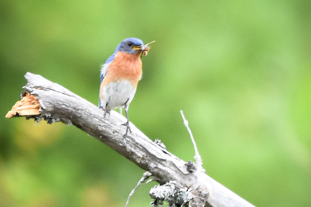 Eastern Bluebird - ML638818520