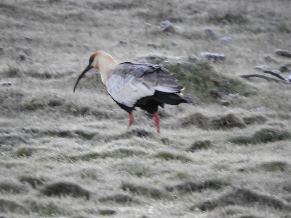 Buff-necked Ibis - ML638818540