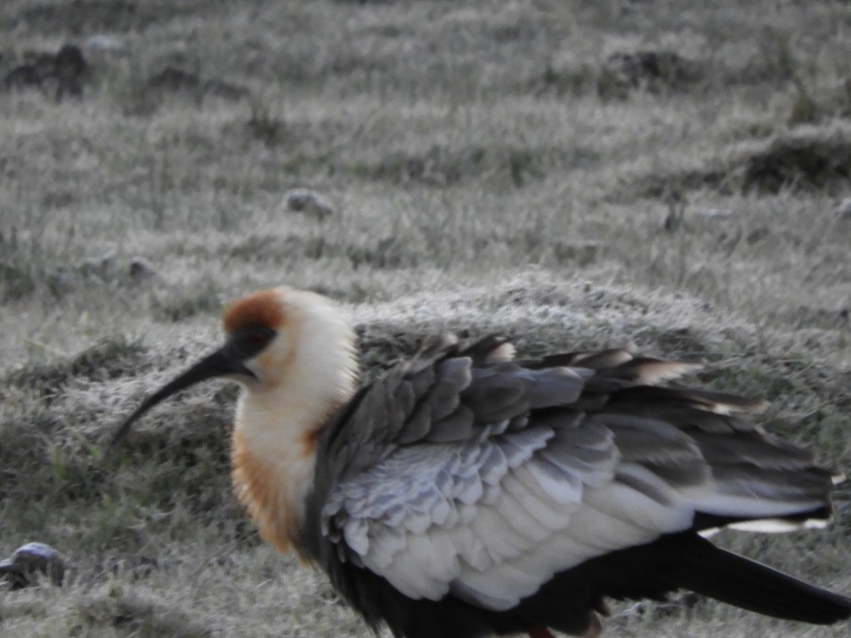 Buff-necked Ibis - ML638818541