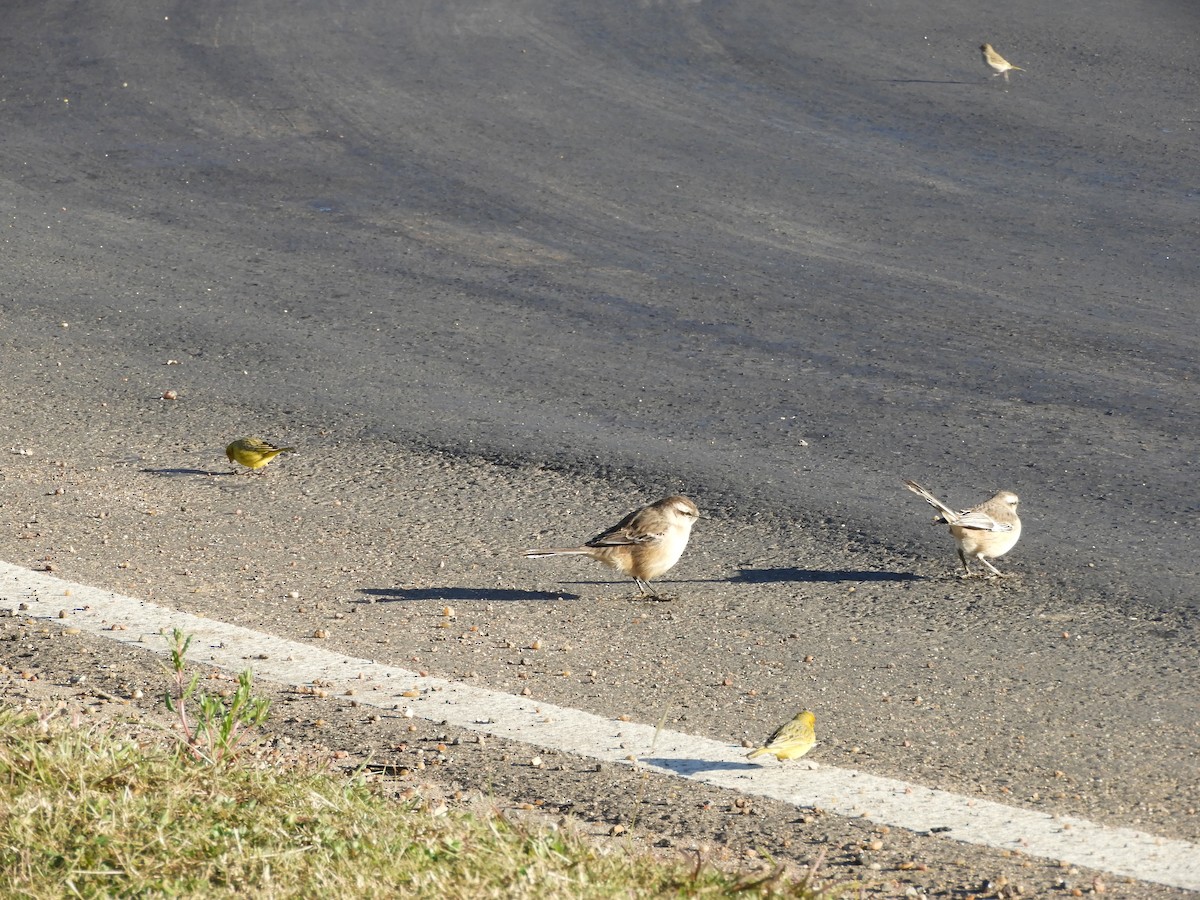 Chalk-browed Mockingbird - ML638818567
