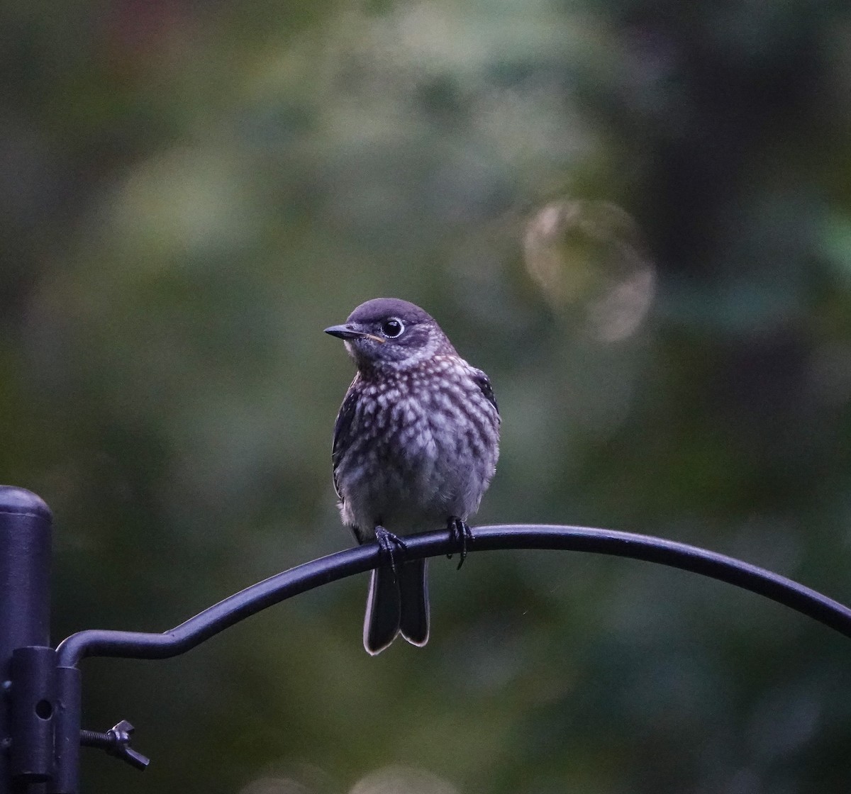 Eastern Bluebird - ML638818575