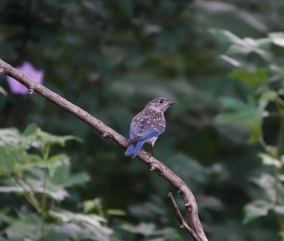 Eastern Bluebird - ML638818576