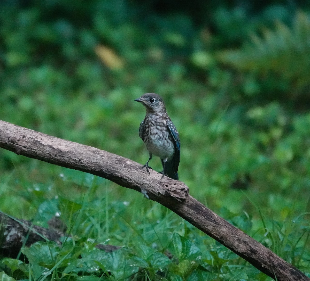 Eastern Bluebird - ML638818577