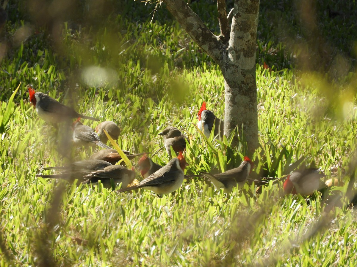 紅冠唐納雀 - ML638818587