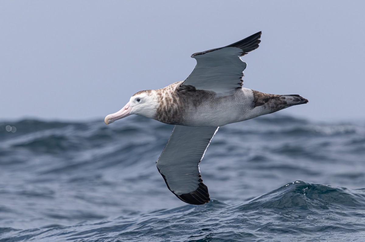 Antipodean Albatross (Gibson's) - ML638818599