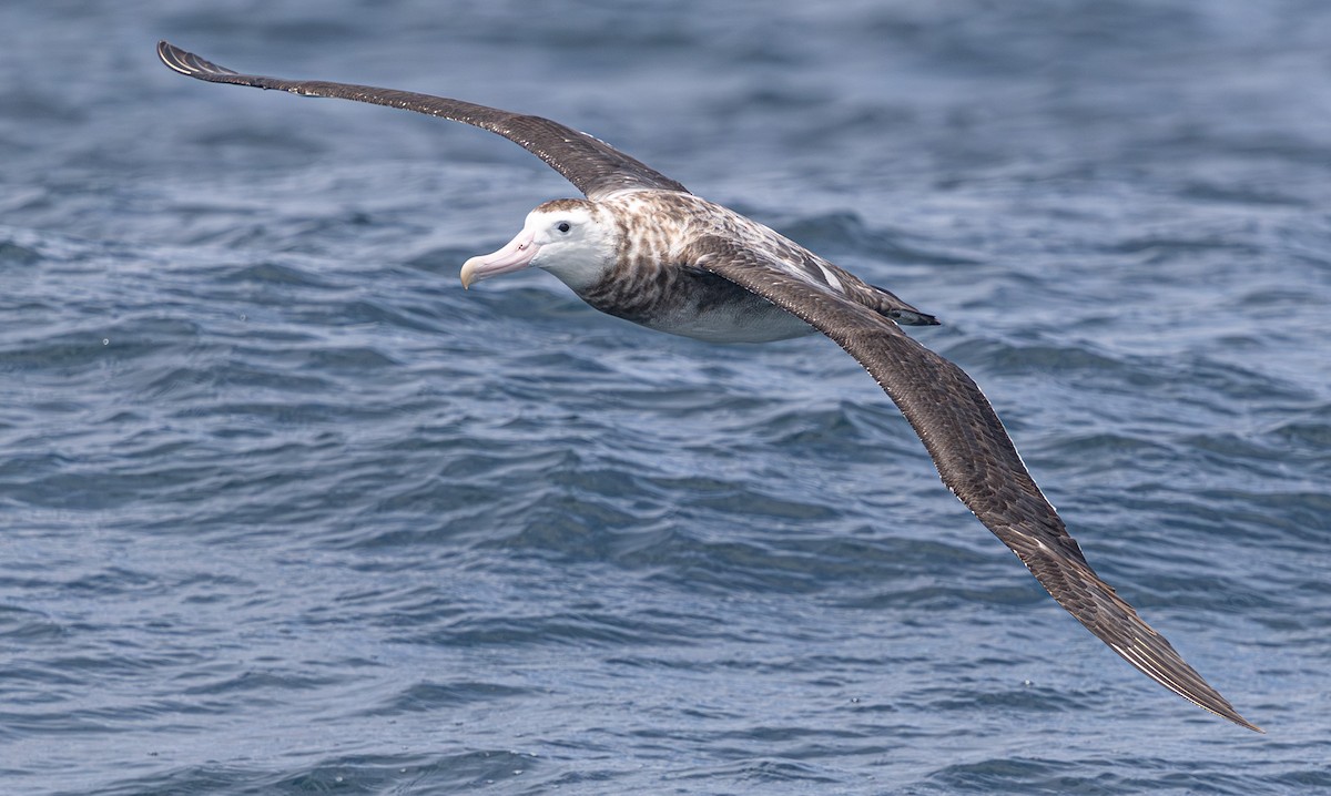 Antipodean Albatross (Gibson's) - ML638818600