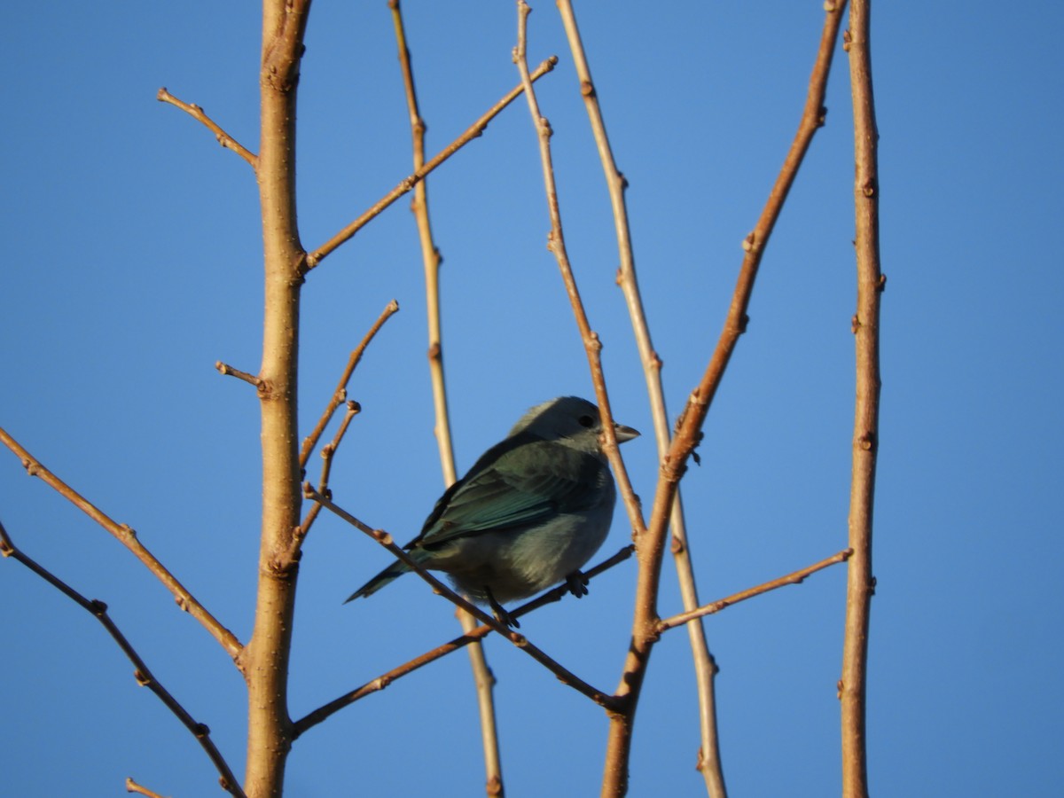 Sayaca Tanager - ML638818605