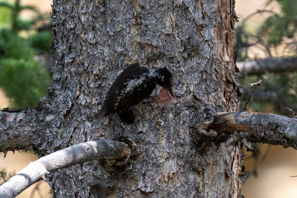 American Three-toed Woodpecker (Rocky Mts.) - ML638818625