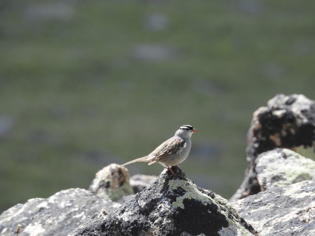 White-crowned Sparrow - ML638818627