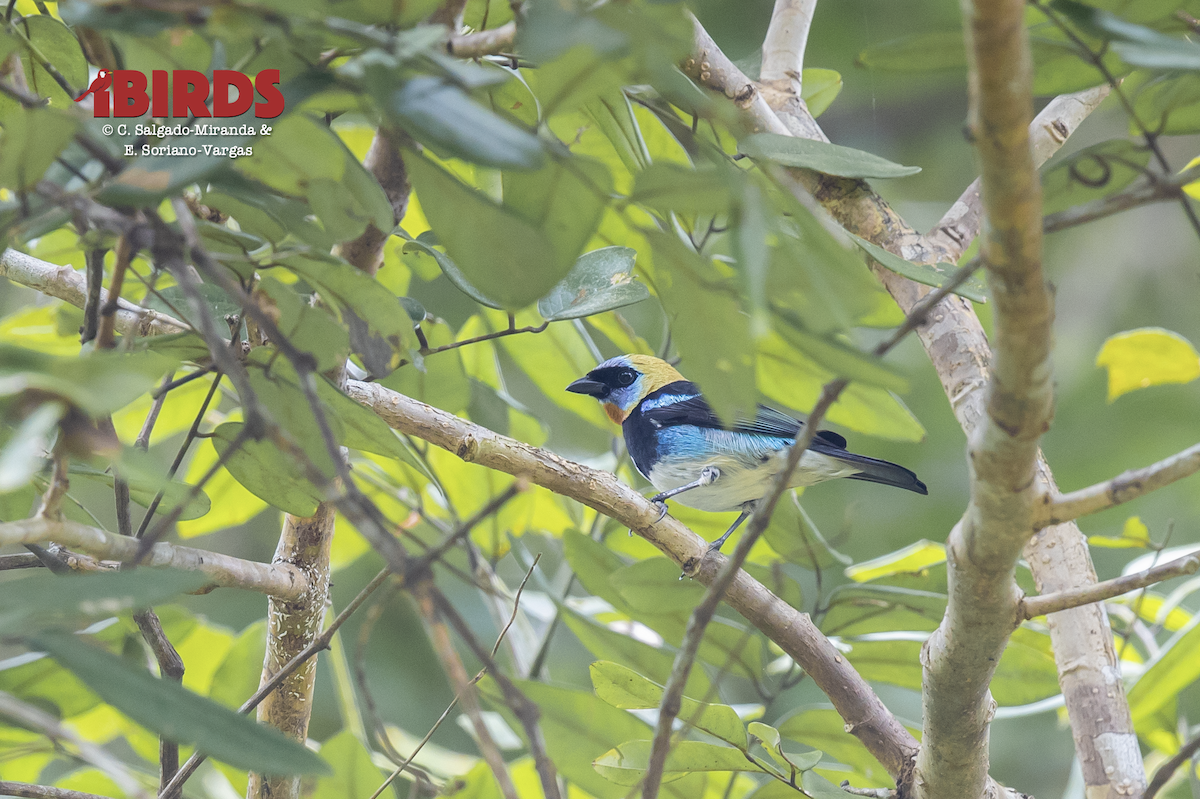 Golden-hooded Tanager - ML638818629