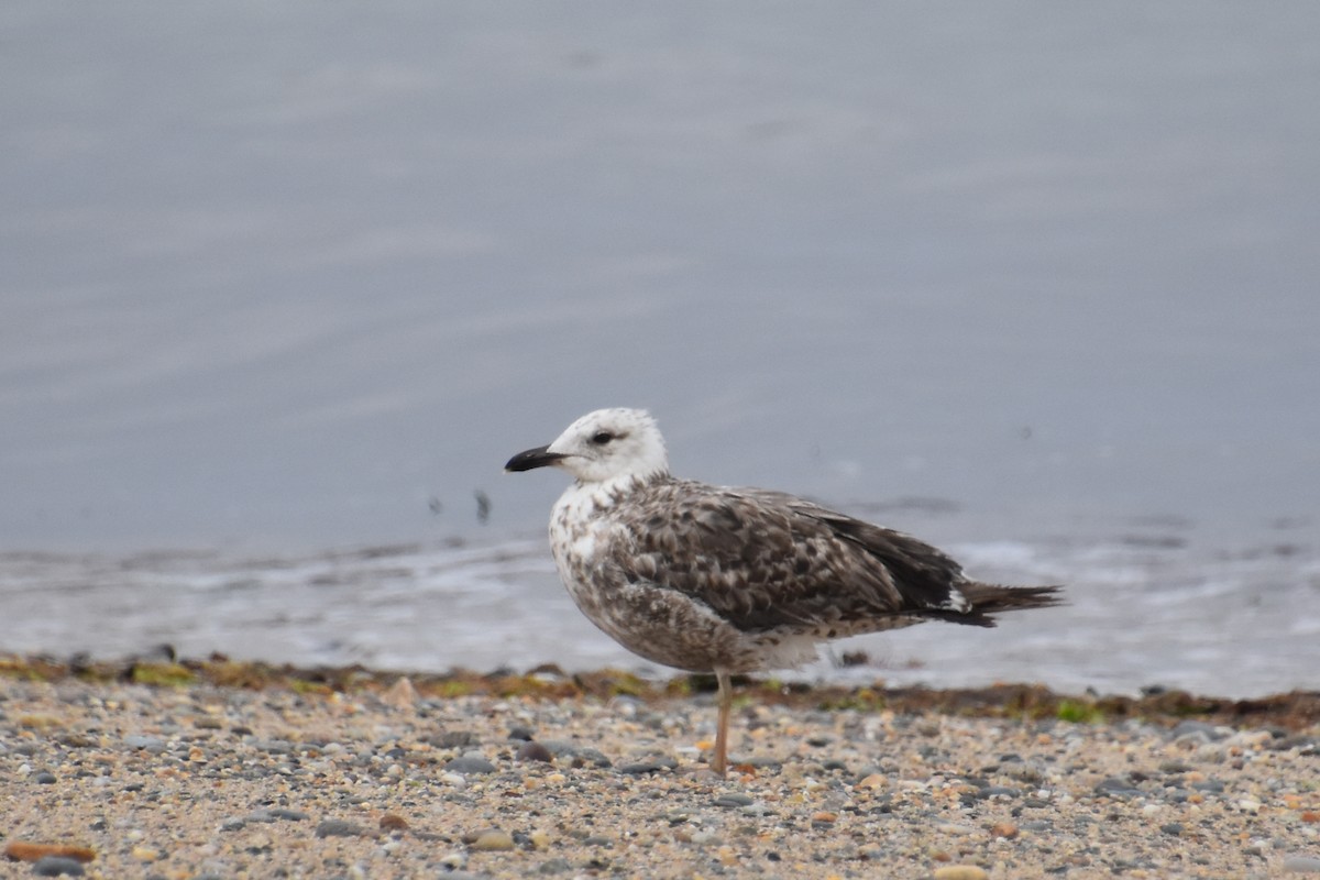 Lesser Black-backed Gull - ML638818633