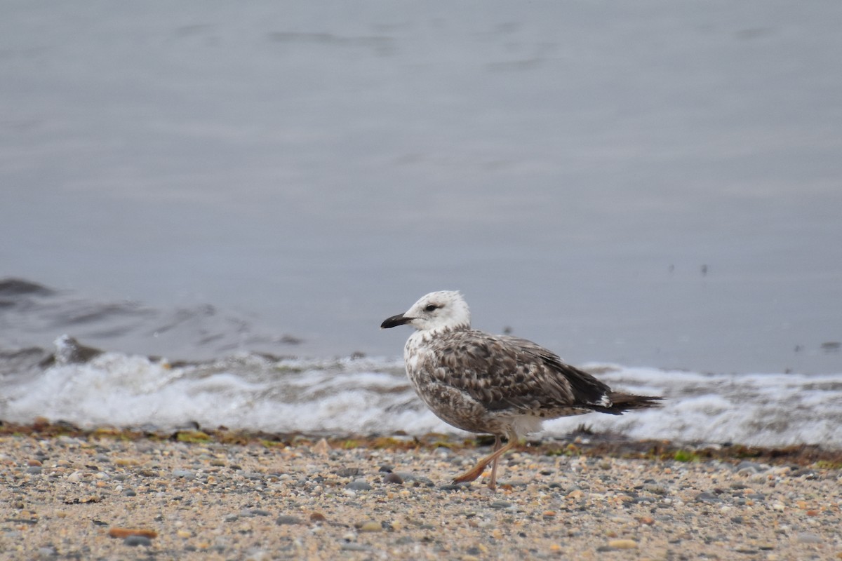 Lesser Black-backed Gull - ML638818634