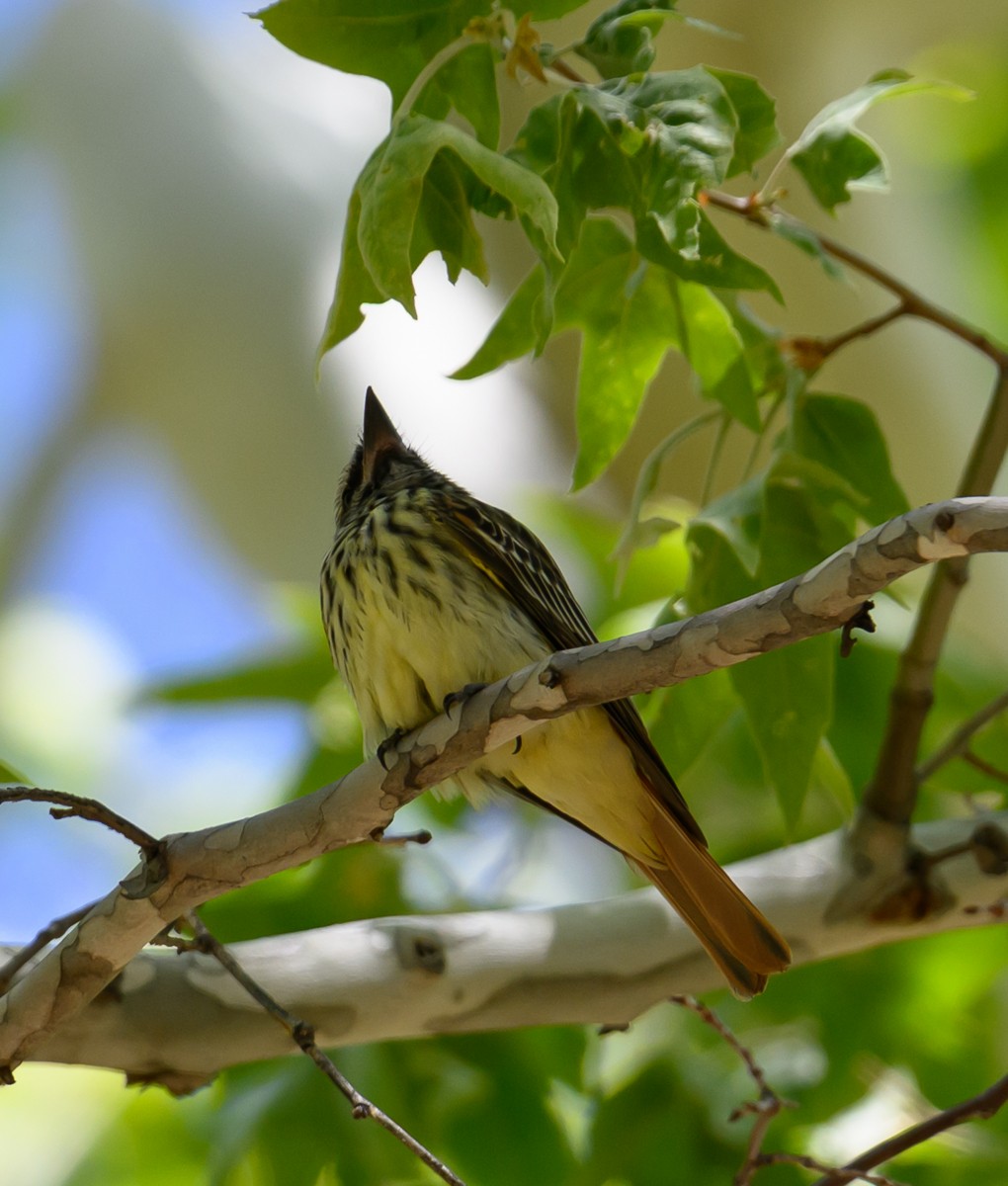 Sulphur-bellied Flycatcher - ML638818696