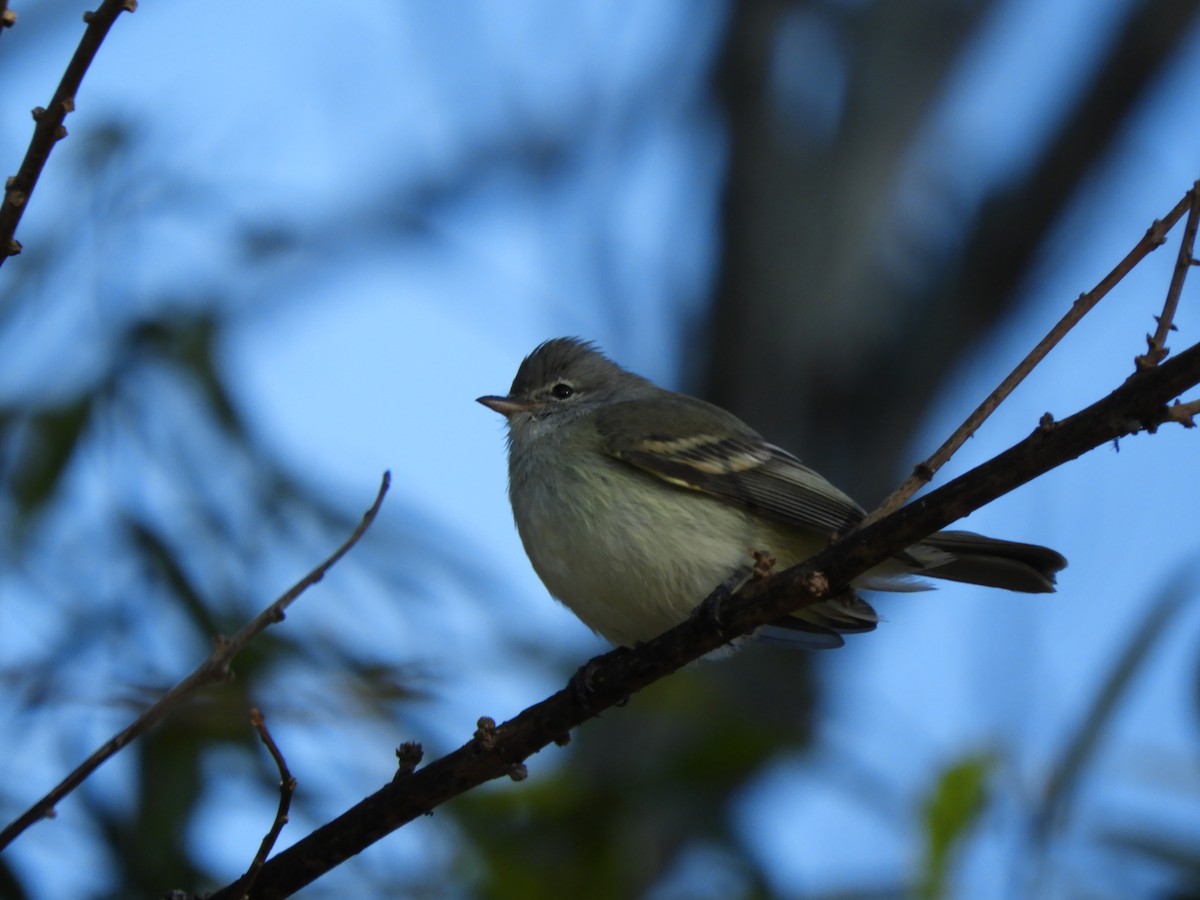 Southern Beardless-Tyrannulet - ML638818698