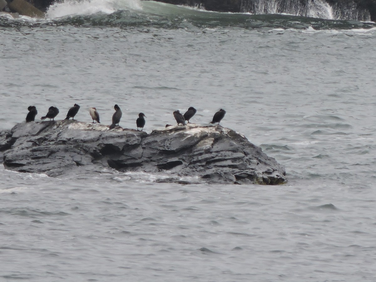 Cormoran à aigrettes - ML638818715