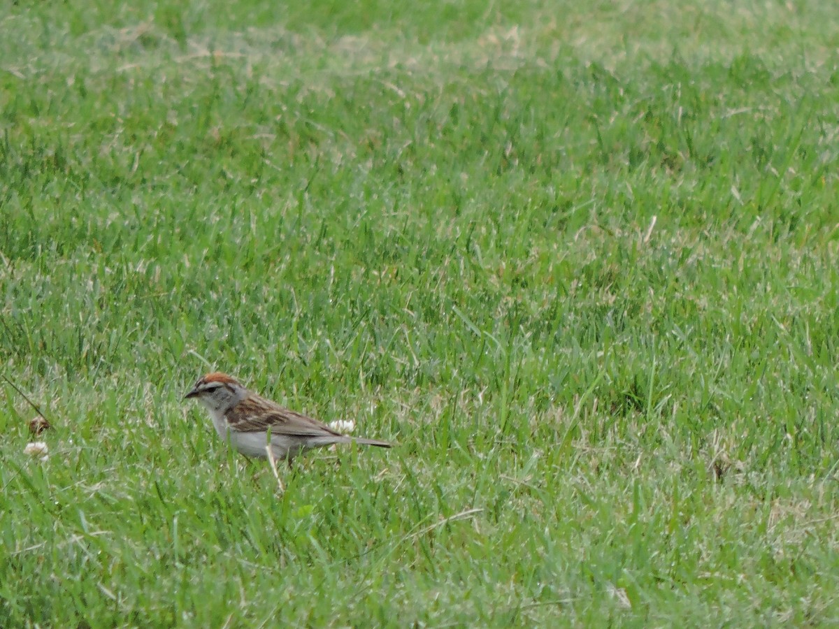 Chipping Sparrow - ML638818747