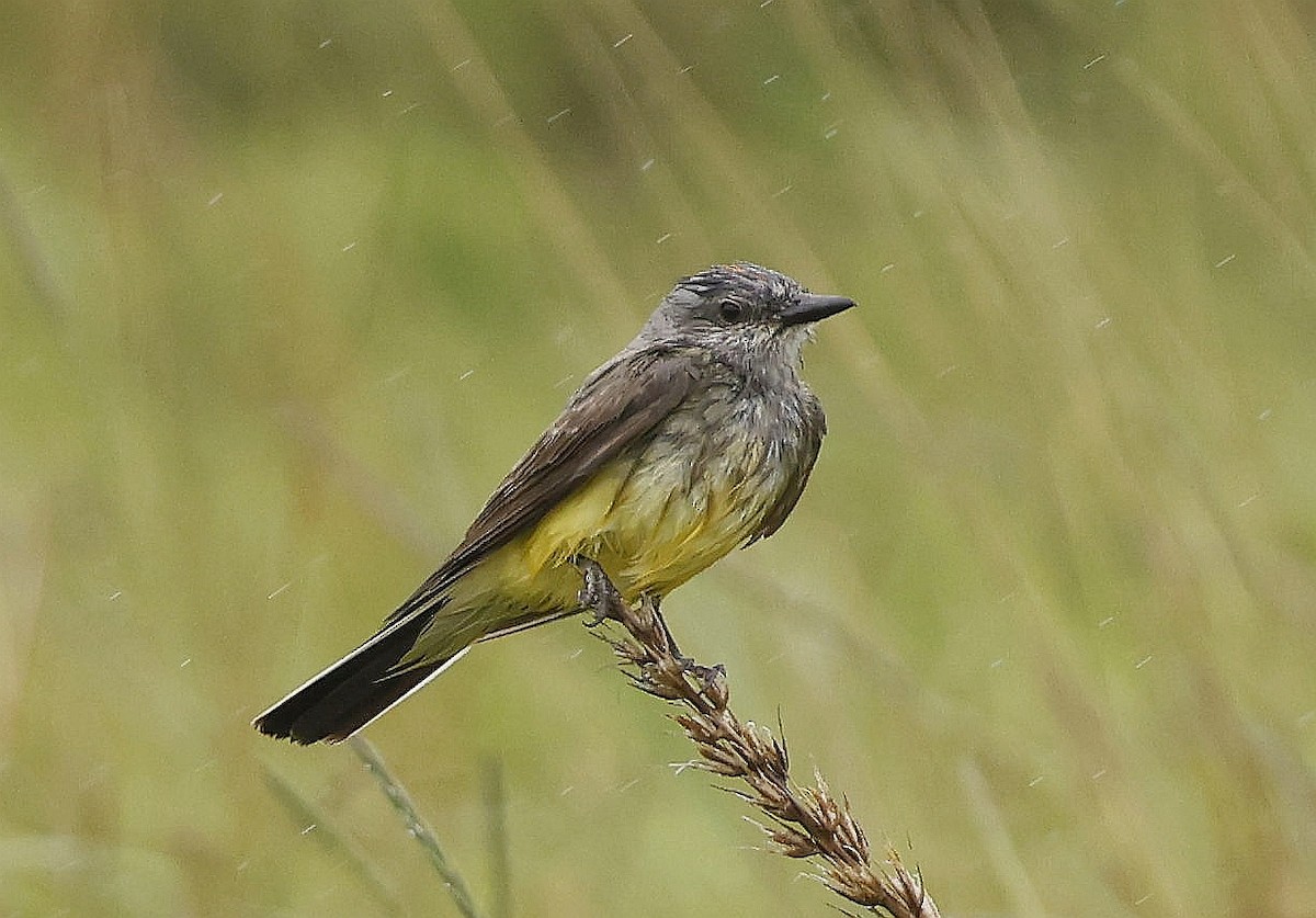 Western Kingbird - ML638818777