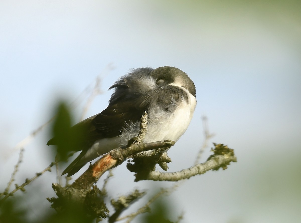 Tree Swallow - ML638818780