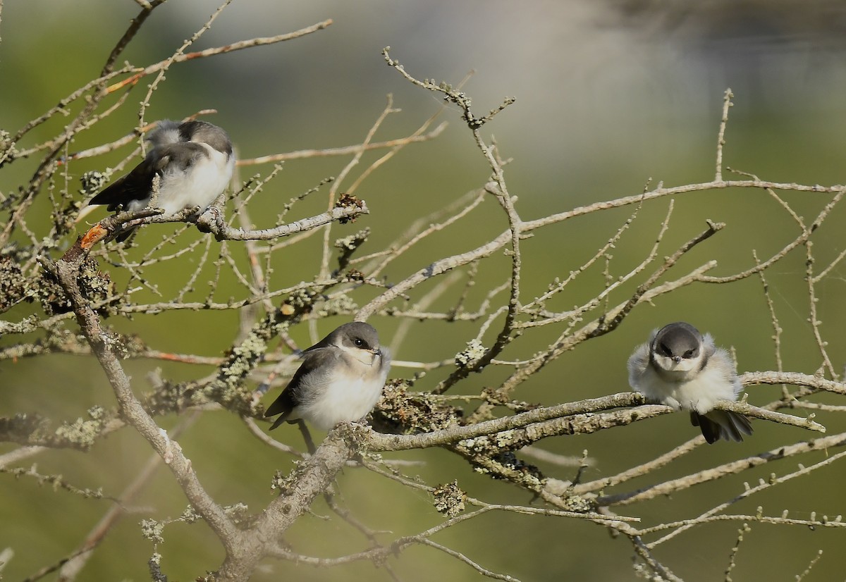 Tree Swallow - ML638818781
