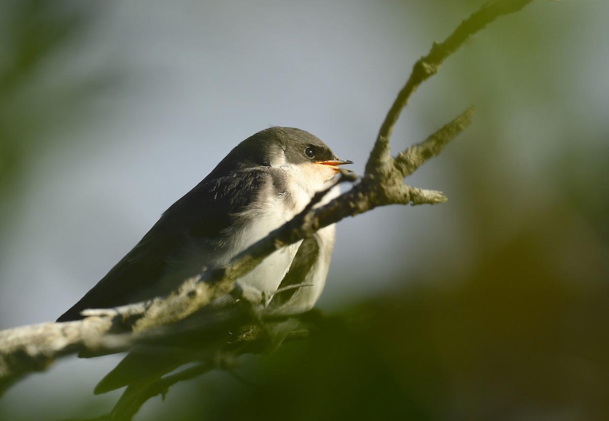 Tree Swallow - ML638818785