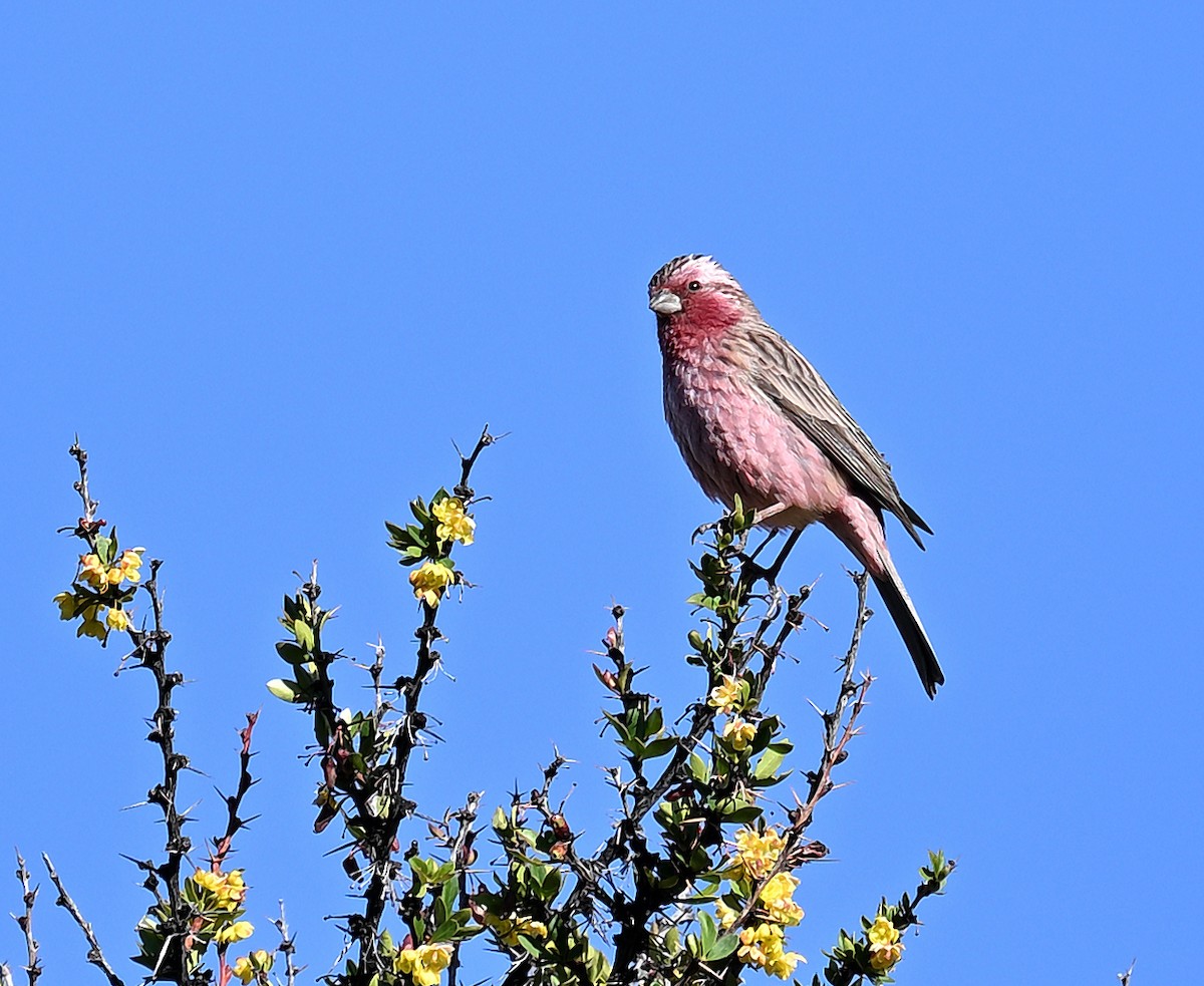 Pink-rumped Rosefinch - ML638818802