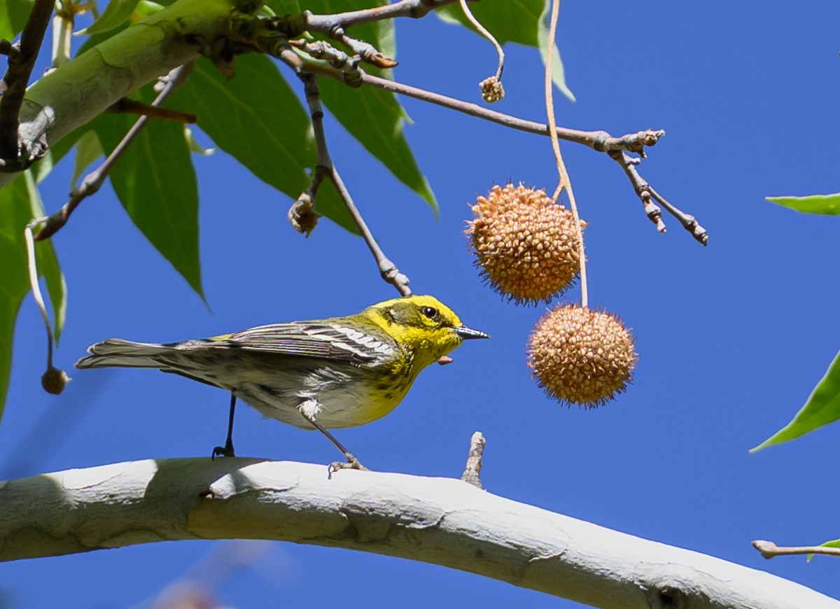 Townsend's Warbler - ML638818803