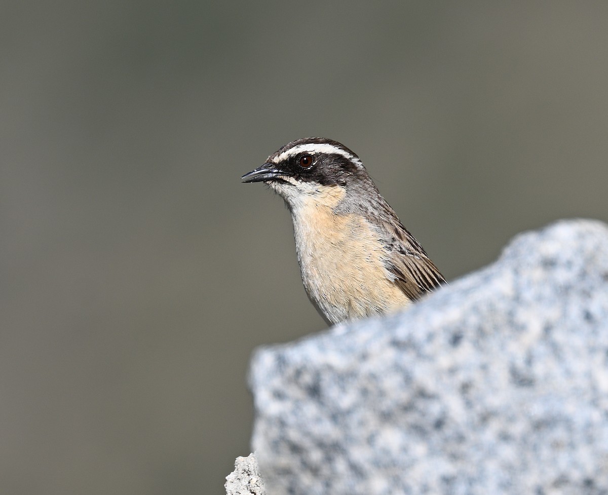 Brown Accentor - ML638818814