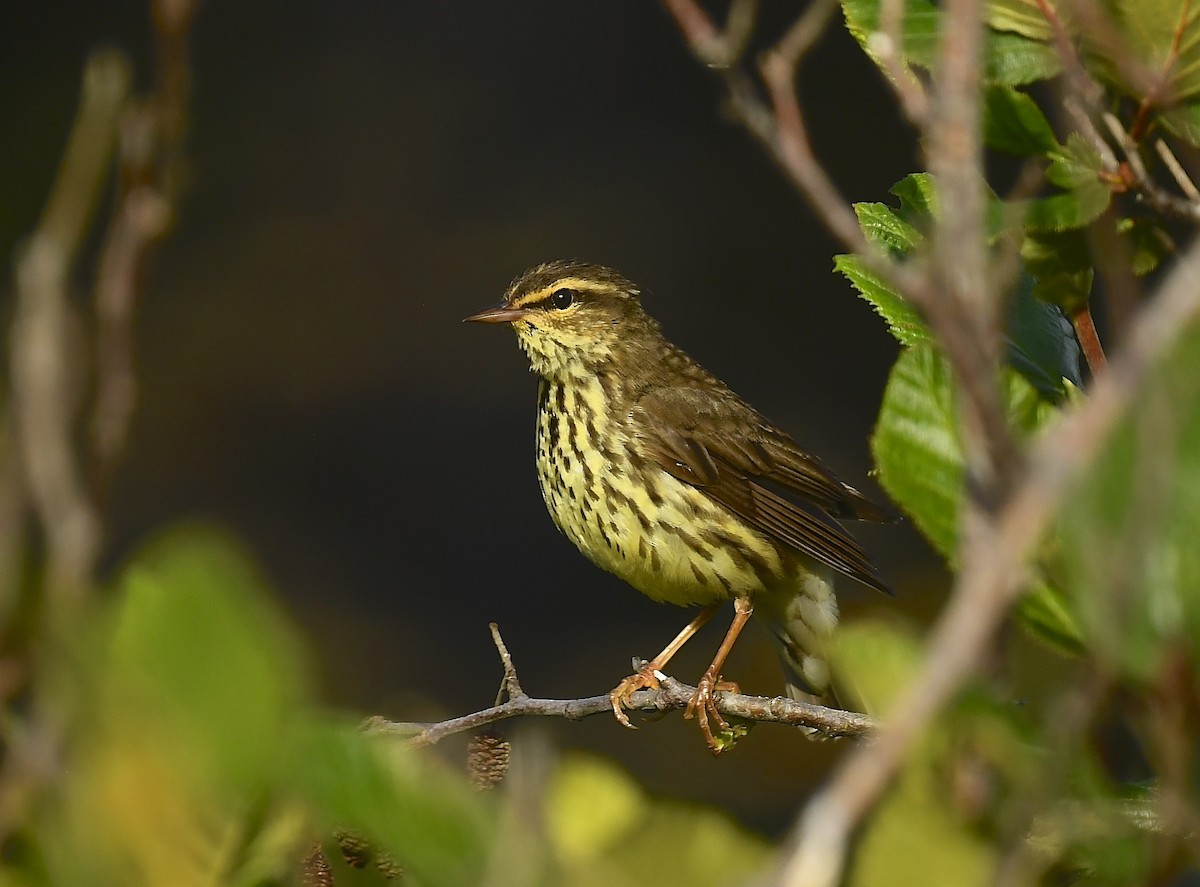 Northern Waterthrush - ML638818816