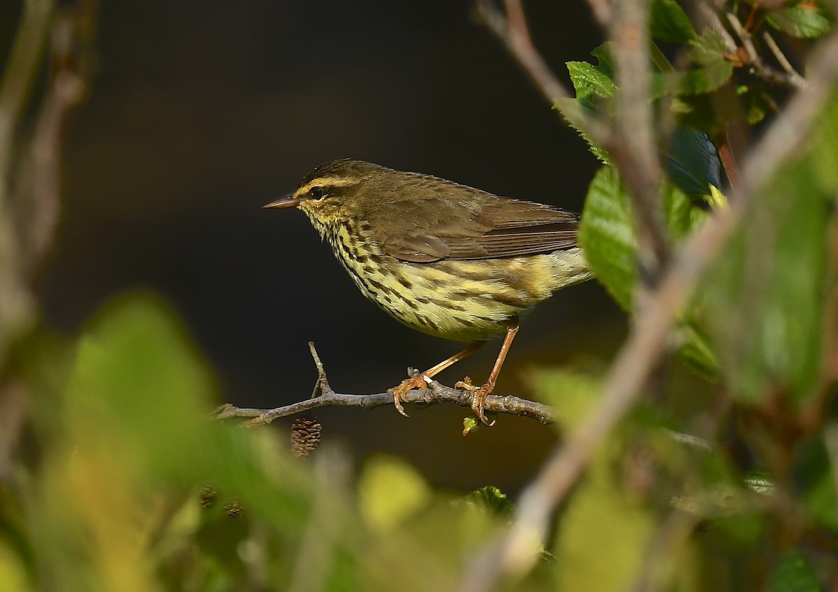Northern Waterthrush - ML638818817
