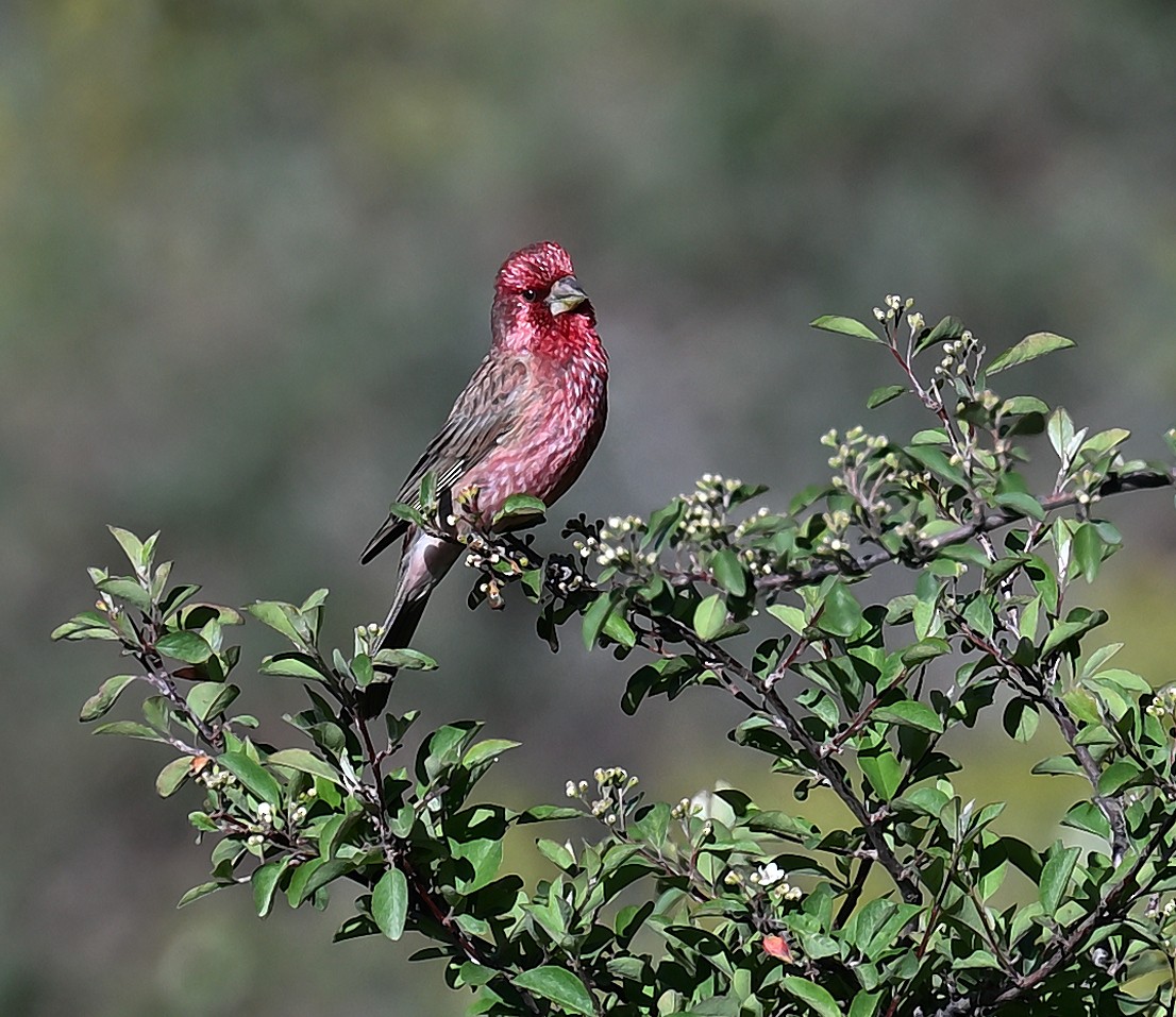 Streaked Rosefinch - ML638818833