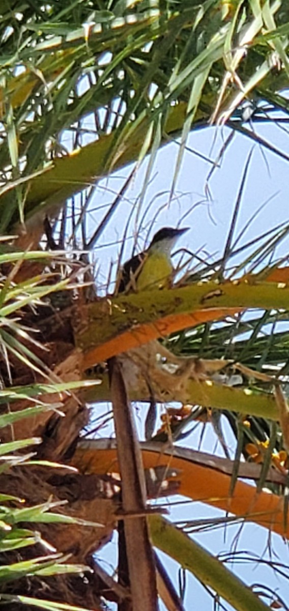 Great Kiskadee - ML638818841