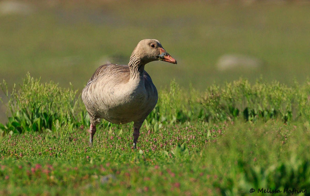 Graylag Goose (European) - ML638818846