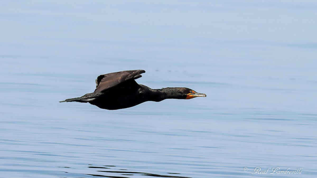 Cormoran à aigrettes - ML638818851