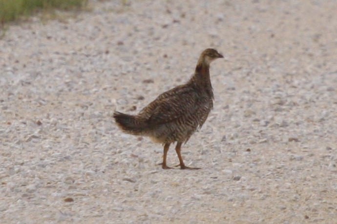 tetřívek prériový (ssp. attwateri) - ML638818854
