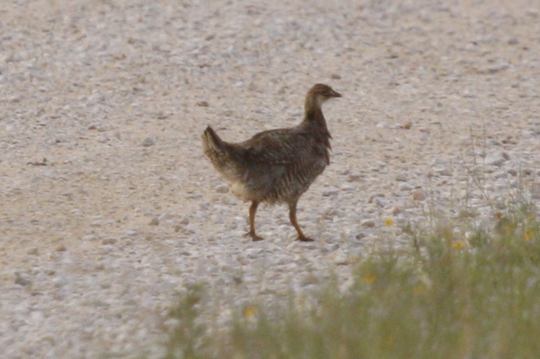 tetřívek prériový (ssp. attwateri) - ML638818857