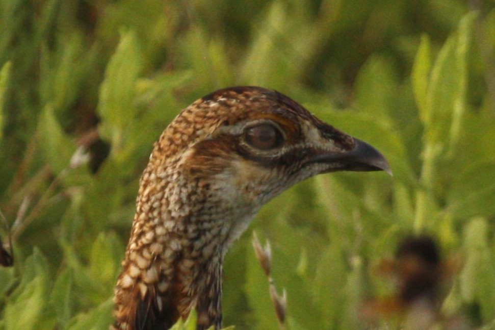 tetřívek prériový (ssp. attwateri) - ML638818859