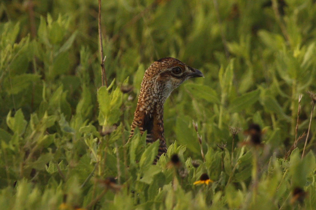 tetřívek prériový (ssp. attwateri) - ML638818860