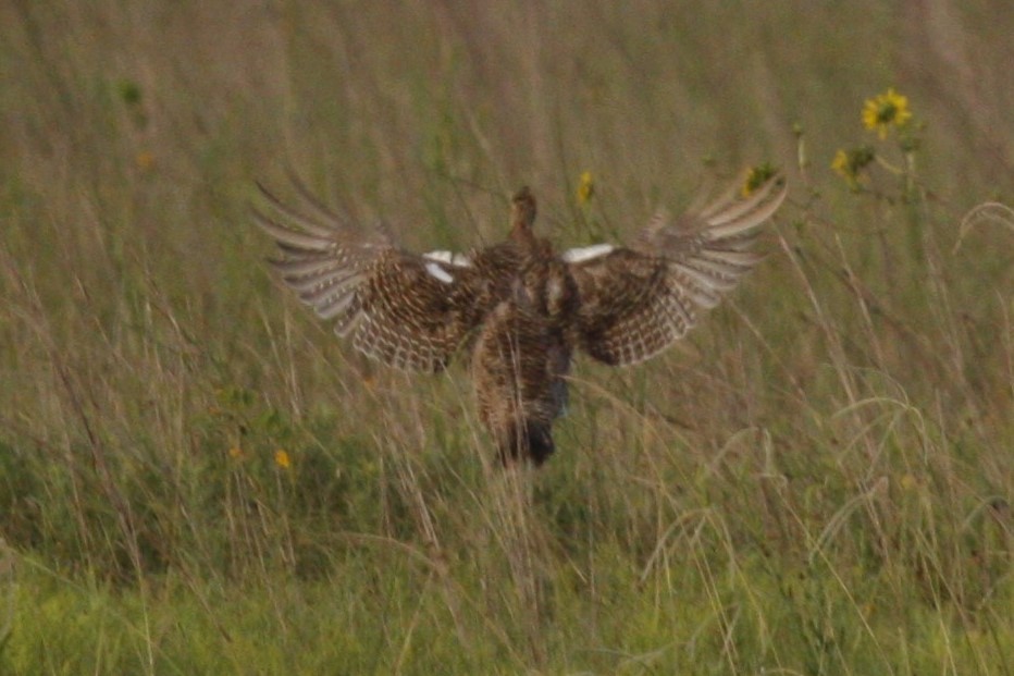 tetřívek prériový (ssp. attwateri) - ML638818863