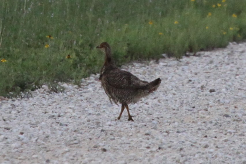tetřívek prériový (ssp. attwateri) - ML638818864