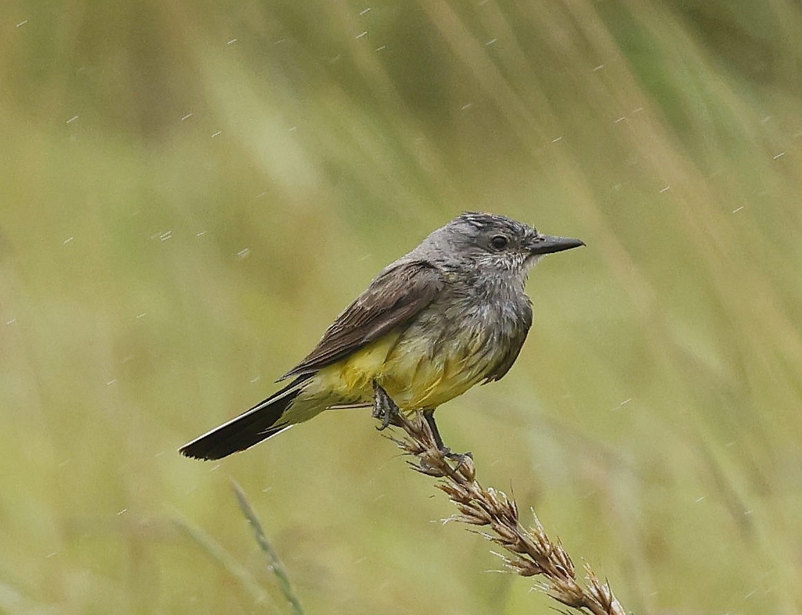 Western Kingbird - ML638818876