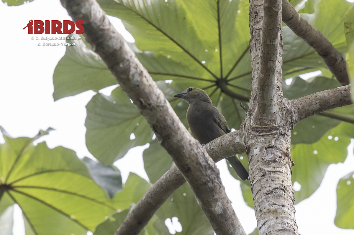 Palm Tanager - ML638818884