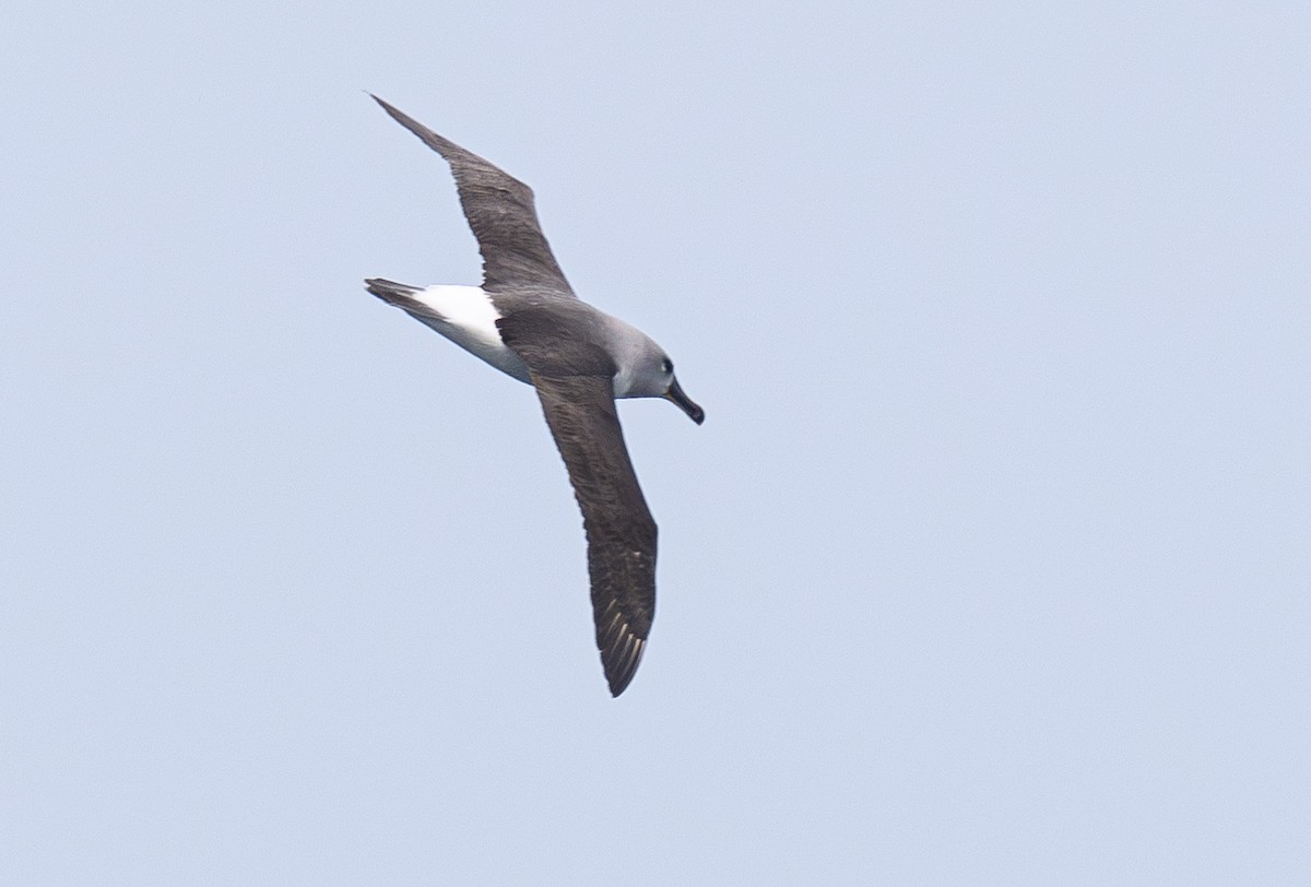Boz Başlı Albatros - ML638818886