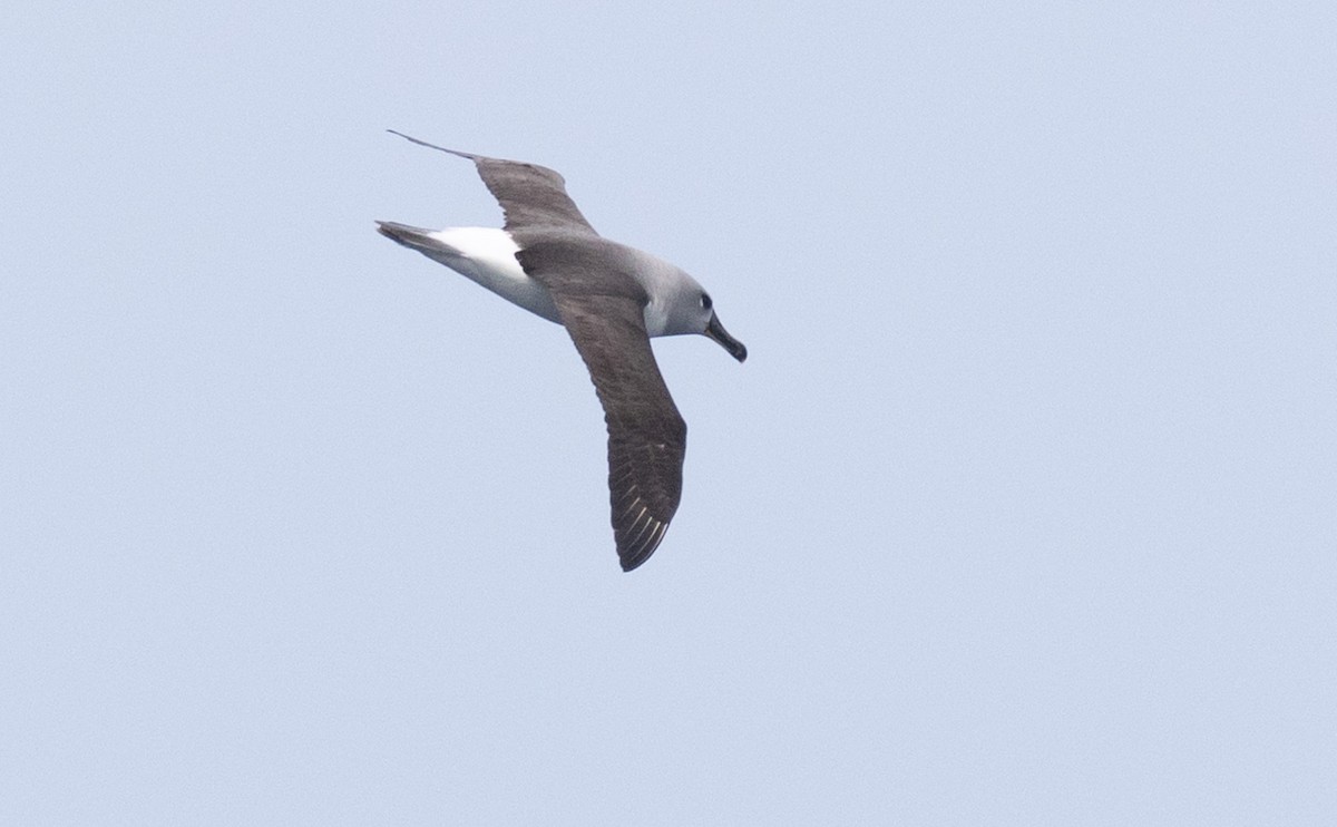 Boz Başlı Albatros - ML638818887