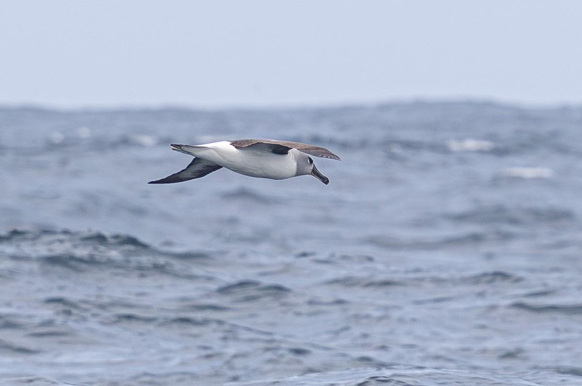 Boz Başlı Albatros - ML638818888