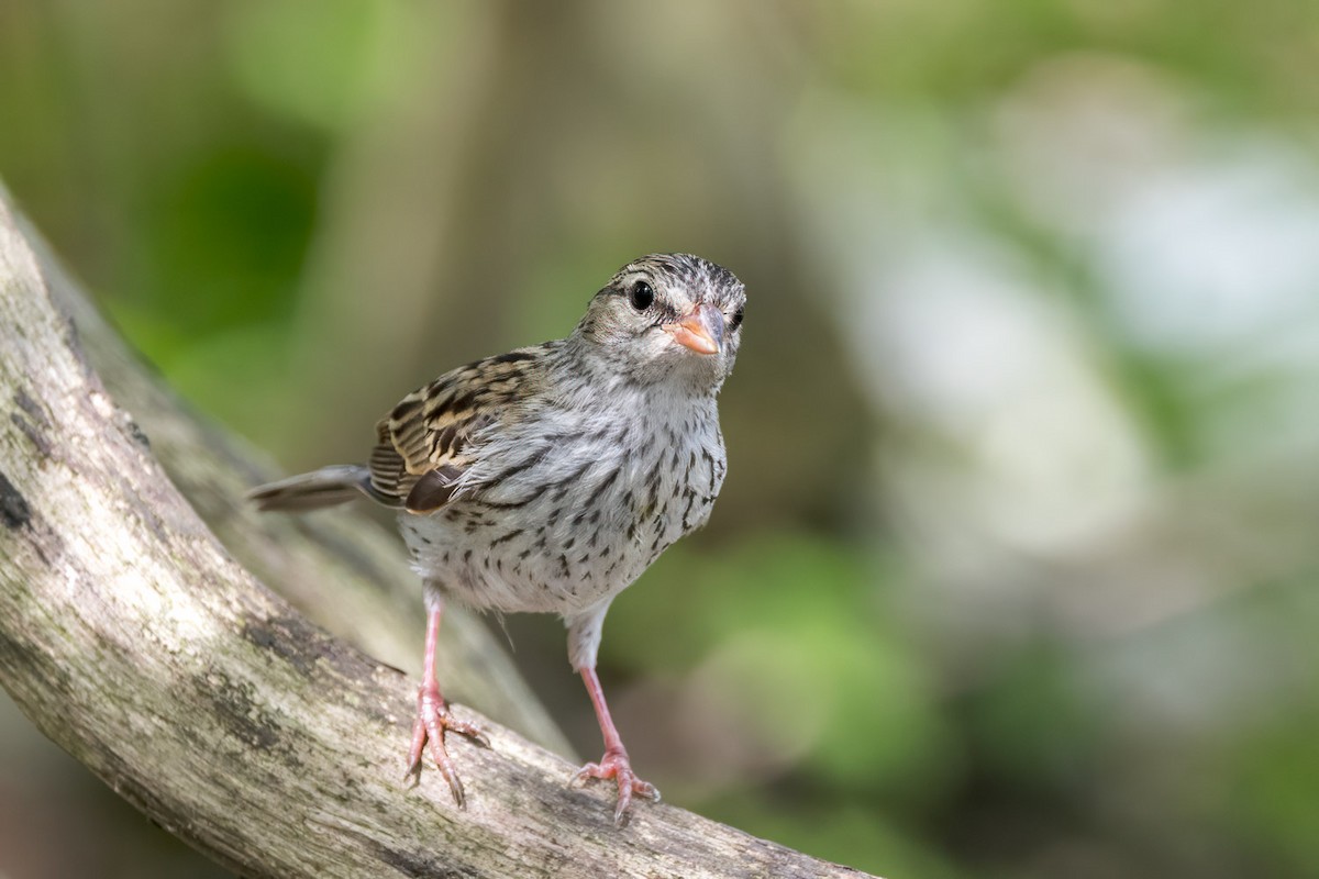 Chipping Sparrow - ML638818915