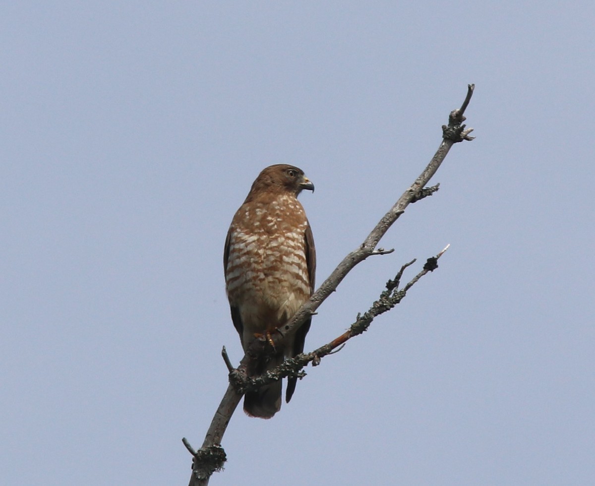 Broad-winged Hawk - ML638818923