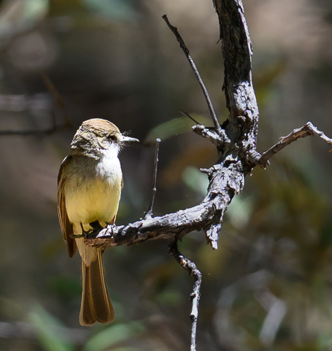 Dusky-capped Flycatcher - ML638818926