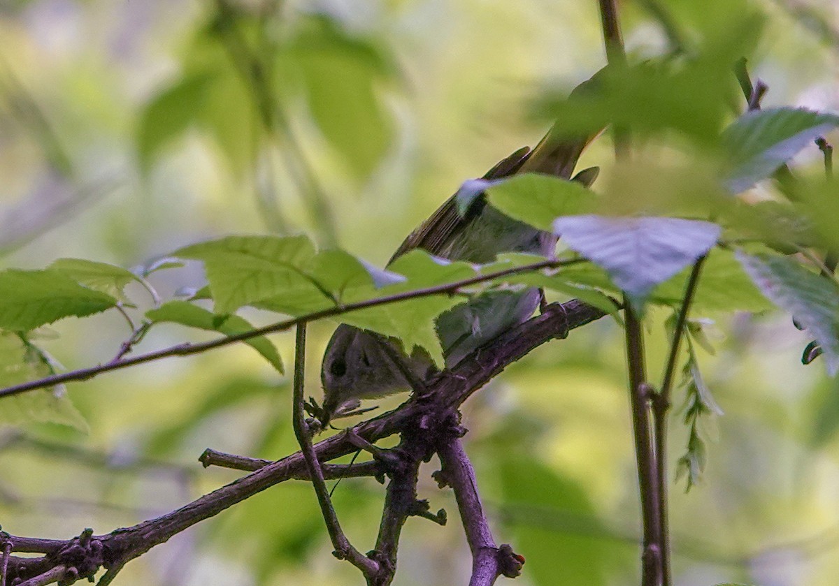 American Redstart - ML638818931